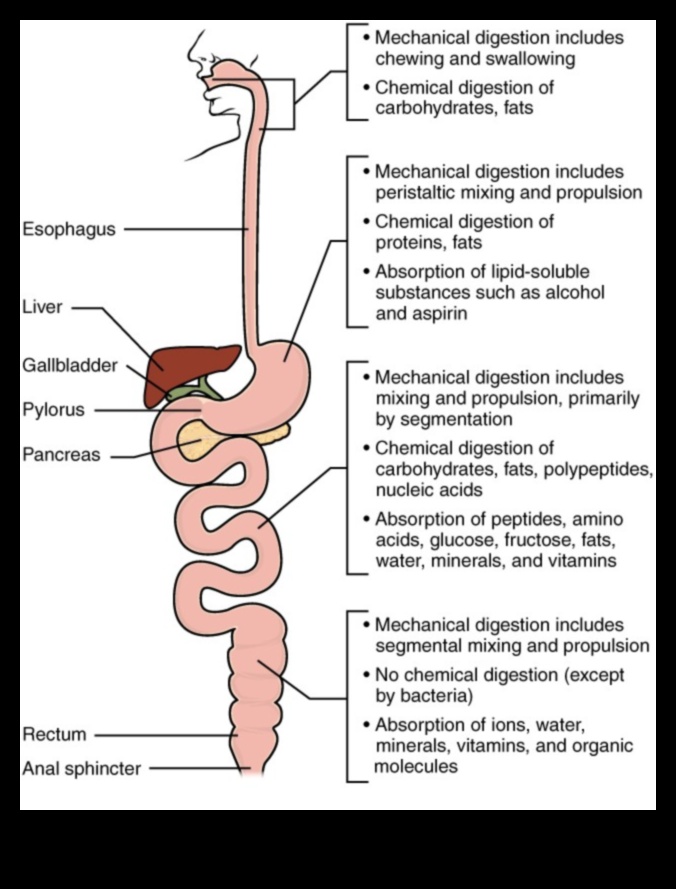 كيمياء التغذية: نظرة فاحصة على الكيمياء الحيوية الغذائية