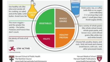 الطبق المتوازن: تغذية الشيخوخة لحياة صحية